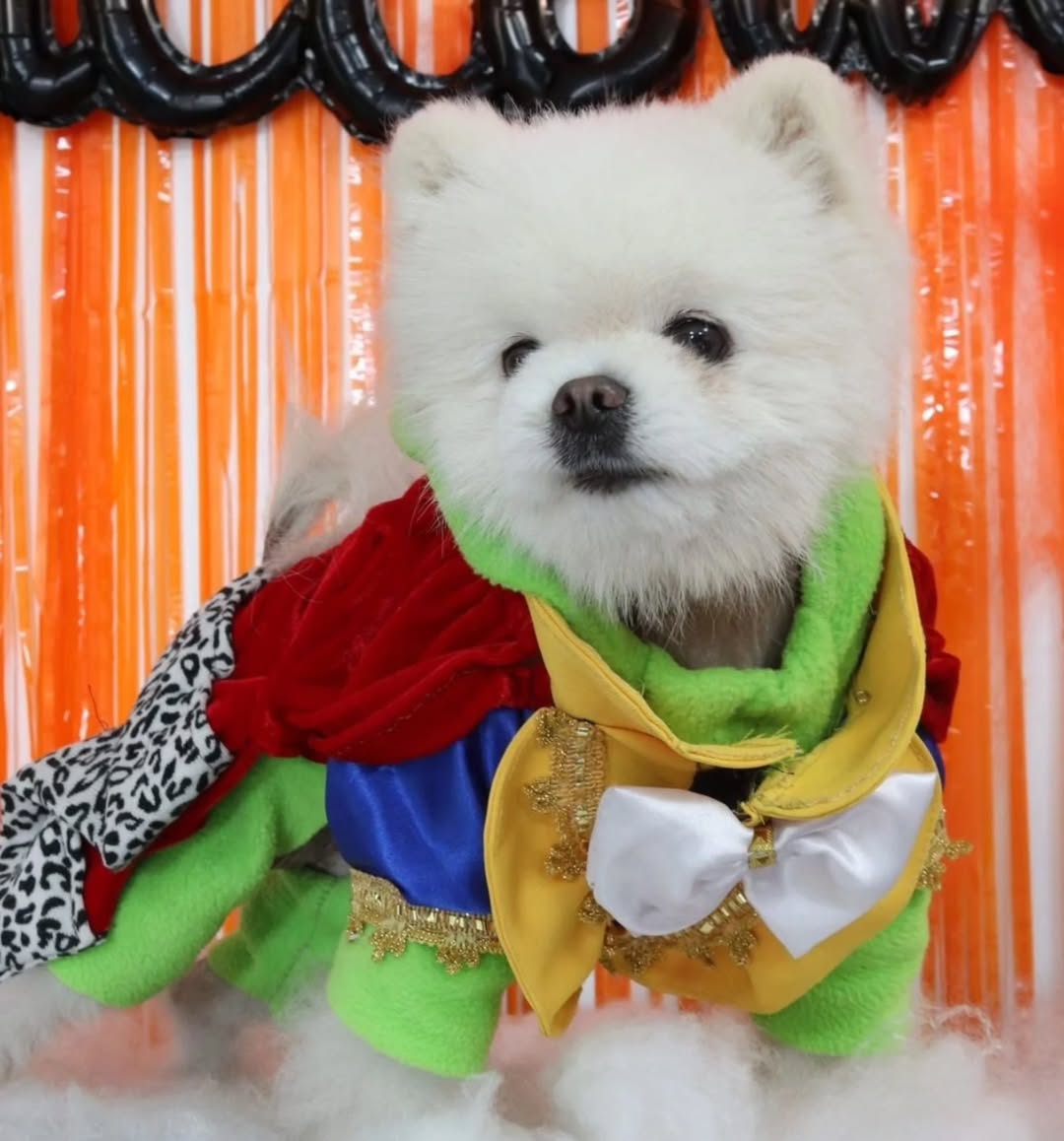 Mascota 2