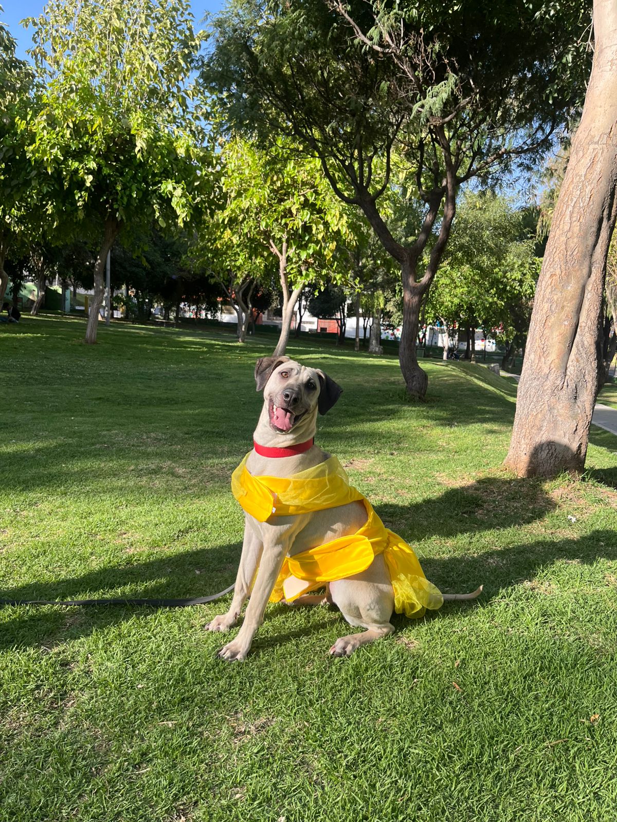 Mascota 7