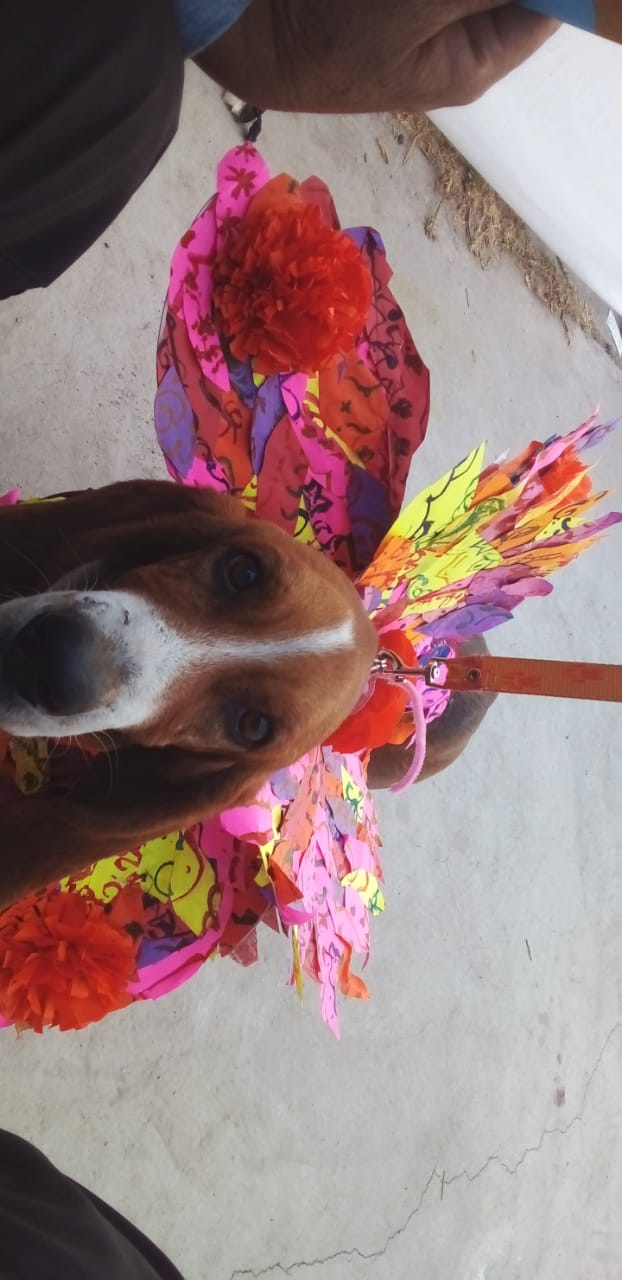 Mascota 8