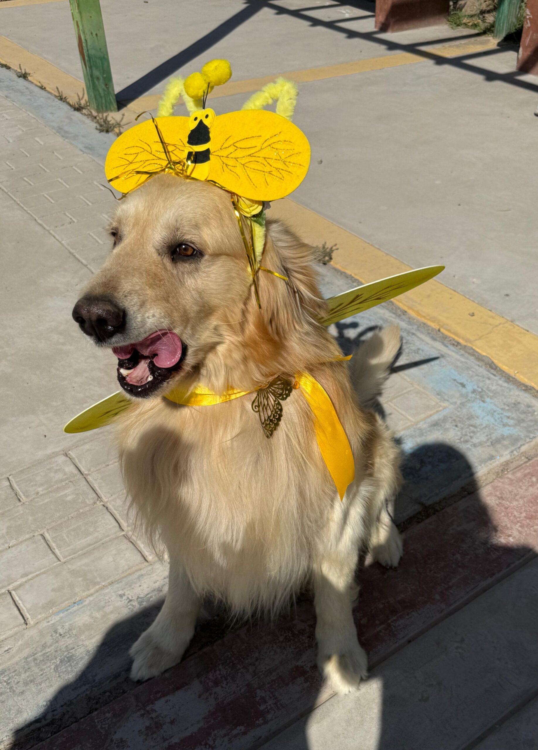 Mascota 5